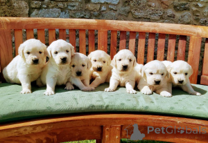 Photo №1. golden retriever - à vendre en ville de Danderyd | 300€ | Annonce №143856