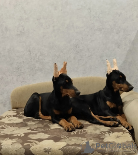 Photo №3. Je vends des chiots Doberman. USA