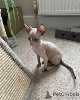 Photo №1. cornish rex - à vendre en ville de Burgdorf | 350€ | Annonce № 147335
