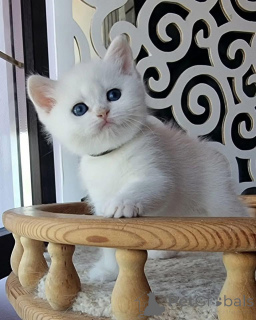 Photo №4. Je vais vendre scottish fold en ville de Annemasse.  - prix - 750€