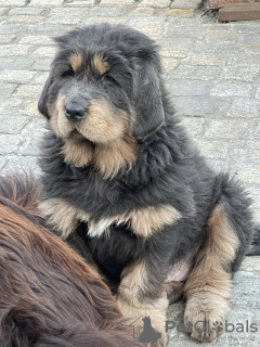 Photos supplémentaires: Chiens dogue tibétain bleu et feu