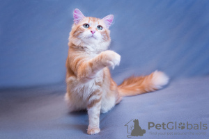 Photos supplémentaires: Le charmant chat Ryzhik entre de bonnes mains