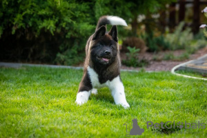 Photos supplémentaires: Chiots Akita américains