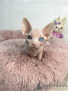 Photo №3. Fille sphynx. Turquie