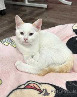 Photo №3. Chat domestique. Allemagne