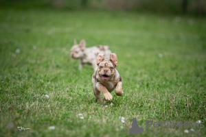 Photo №2 de l'annonce № 99152 de la vente bouledogue - acheter à Serbie éleveur