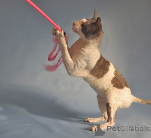 Photo №2 de l'annonce № 173134 de la vente cornish rex - acheter à Pays Bas annonce privée, éleveur
