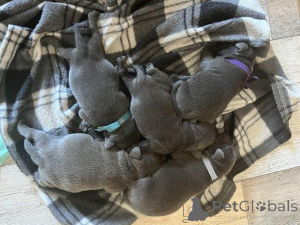 Photo №1. staffordshire bull terrier - à vendre en ville de Valmiera | négocié | Annonce №159991