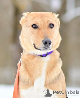 Photo №2 de l'annonce № 164558 de la vente chien bâtard - acheter à Fédération de Russie annonce privée