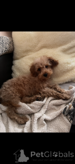 Photos supplémentaires: Adoption de Maltipoo (Bichon maltais ; caniche)