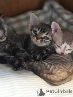 Photo №1. devon rex - à vendre en ville de Romeno | négocié | Annonce № 161174