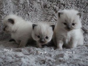 Photo №3. Chatons Ragdoll à vendre. Suède