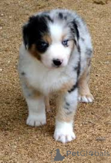 Photo №3. Chiots Berger Australien à vendre. France