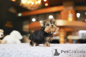 Photo №1. yorkshire terrier - à vendre en ville de Nouvelle-Orléans | négocié | Annonce №155000