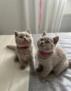 Photo №1. british shorthair - à vendre en ville de Anvers | 400€ | Annonce № 174321