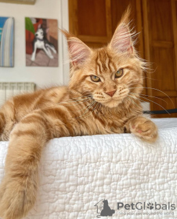 Photo №1. maine coon - à vendre en ville de Colorado Springs | 284€ | Annonce № 103252