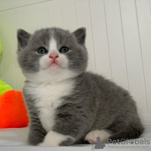 Photo №1. british shorthair - à vendre en ville de New york | 284€ | Annonce № 43791