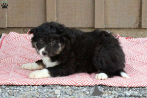Photo №1. border collie - à vendre en ville de El Mangó | 627€ | Annonce №136816