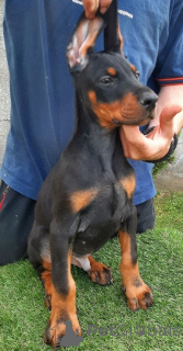Photo №4. Je vais vendre dobermann en ville de Sremska mitrovica. éleveur - prix - négocié