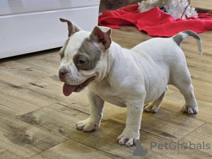 Photos supplémentaires: Micro poche American Bully