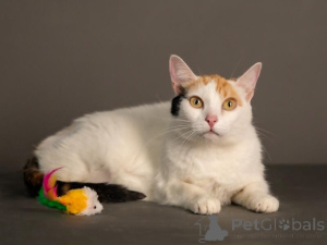 Photo №4. Je vais vendre  en ville de Moskova. annonce privée - prix - Gratuit