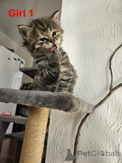 Photo №4. Je vais vendre maine coon en ville de Murau. éleveur - prix - 385€