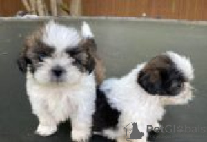 Photo №3. Chiots Shih Tzu à adopter. Allemagne