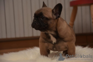 Photo №4. Je vais vendre bouledogue en ville de Kruševac. éleveur - prix - négocié