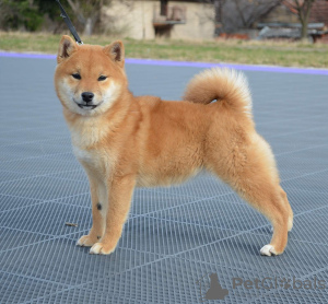 Photo №3. Chiots Shiba Inu. Serbie