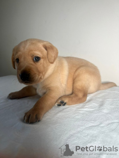 Photo №3. Noir Labradoodle-pups à acheter. Pays Bas