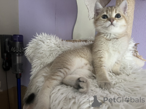 Photo №3. BKH Kitten Family Tree Golden Girls prêts à ramasser. Allemagne