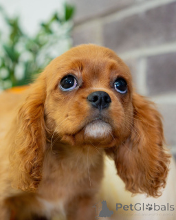 Photo №2 de l'annonce № 157215 de la vente cavalier king charles spaniel - acheter à Suisse annonce privée