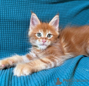 Photo №3. De mignons et adorables chatons Maine coon en bonne santé sont maintenant. Suisse