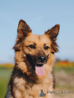 Photo №4. Je vais vendre chien bâtard en ville de Voronezh. annonce privée - prix - Gratuit