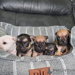 Photo №1. bouledogue - à vendre en ville de Berlin | 500€ | Annonce №132625