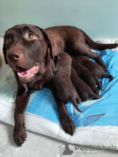 Photos supplémentaires: Chiots Labrador retriever avec un bon pedigree, couleur chocolat.