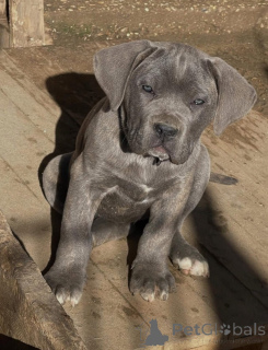 Photo №3. Acești frumoși pui de Cane Corso. La Roumanie
