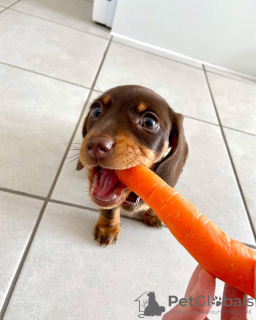 Photo №3. Chiots teckels mignons et en bonne santé disponibles maintenant à la vente. Australie