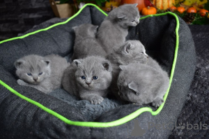 Photo №2 de l'annonce № 15461 de la vente british shorthair - acheter à USA 