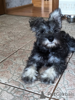 Photo №1. schnauzer miniature - à vendre en ville de Soligorsk | négocié | Annonce №112292