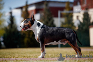 Photo №3. FCI bull-terrier. Pologne