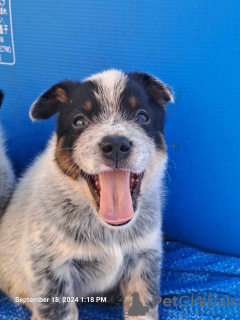 Photo №2 de l'annonce № 118377 de la vente bouvier australien - acheter à Serbie éleveur