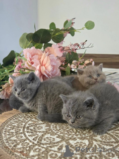 Photo №2 de l'annonce № 177054 de la vente british longhair - acheter à Allemagne annonce privée