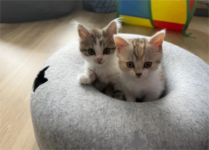 Photo №1. munchkin - à vendre en ville de Bretzfeld | 350€ | Annonce № 153186