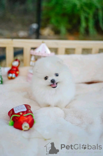 Photo №3. Ces chiots sont vifs et désireux d'apprendre. Ils s'entendent bien avec les. Australie