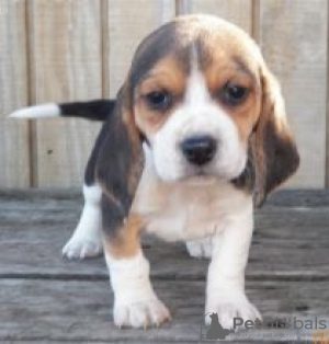 Photo №1. beagle - à vendre en ville de Uppsala | négocié | Annonce №55311