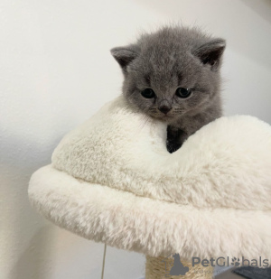 Photo №2 de l'annonce № 118018 de la vente british shorthair - acheter à USA annonce privée