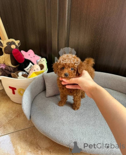 Photo №2 de l'annonce № 158345 de la vente caniche (jouet) - acheter à Suisse 