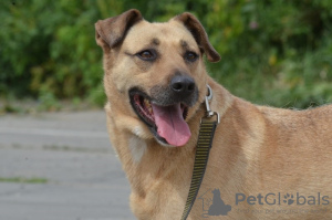 Photos supplémentaires: Un chien avec de beaux yeux cherche le meilleur propriétaire.