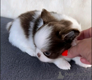 Photo №2 de l'annonce № 132042 de la vente chihuahua - acheter à Estonie éleveur